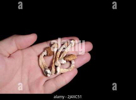 Psilocybin-Pilze in der Hand des Mannes isoliert auf schwarzem Hintergrund. Psychedelische Zauberreise. Getrocknete essbare Pilze Golden Teacher. Medizinische Verwendung. Microdo Stockfoto