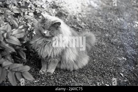 1960s, historisch, draußen saß auf Gras, eine pelzige Katze sah... Stockfoto