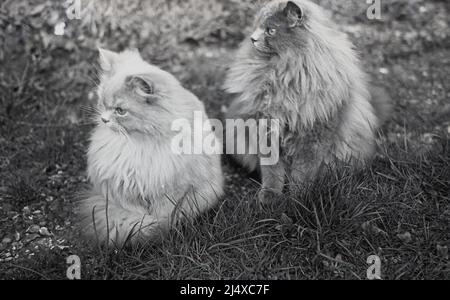 1960s, historisch, draußen auf Gras saßen zwei pelzige Katzen und schauten Stockfoto