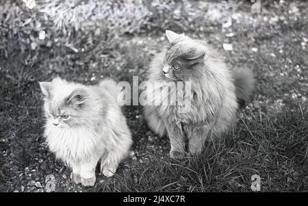 1960s, historisch, draußen auf Gras saßen zwei pelzige Katzen und schauten Stockfoto