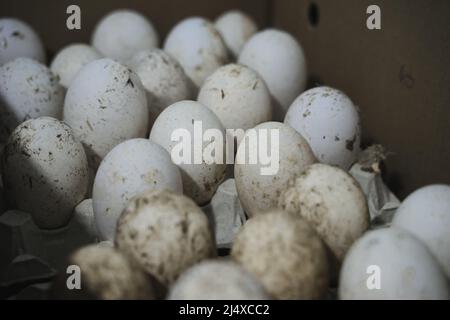 Gänseeier in einem Eierkarton zu verkaufen. Große frische Gänseeier. Selektiver Fokus Stockfoto