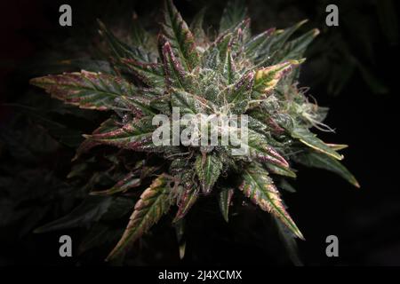 Reifen Marihuana Knospe auf schwarzem Hintergrund, Makro. Hanf blühende Blume mit grünen, violetten und gelben Blättern, Makroansicht. Weiblicher Cannabisbusch mit Blüte Stockfoto