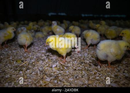 Die kleinen Hühner in der intelligenten Landwirtschaft. Neugeborene Babyküken. Stockfoto