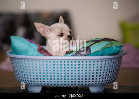 Kleiner junger chiwawa Hund im lustigen Korb Stockfoto