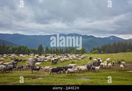 Hoch in den Bergen bei Sonnenuntergang weiden Hirten Rinder zwischen dem Panorama der wilden Wälder und Felder der Karpaten. Schafe liefern Wolle, Milch und Stockfoto