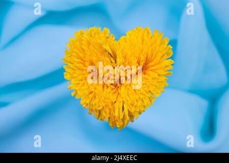 Taraxacum officinale, herzförmiger Löwinenzapfen, Blume auf türkisfarbenem seidigem Hintergrund Stockfoto