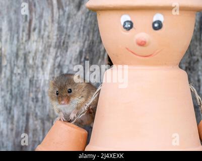 Eine Harvest Mouse, die auf einem Blumentopf-Mann sitzt, in einem hölzernen Eintopfschuppen. Stockfoto