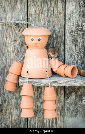 Eine Harvest Mouse, die auf einem Blumentopf-Mann sitzt, in einem hölzernen Eintopfschuppen. Stockfoto