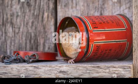 Eine Harvest Mouse, die aus einer alten roten Dose in einem hölzernen Werkzeugschuppen herausguckt. Stockfoto