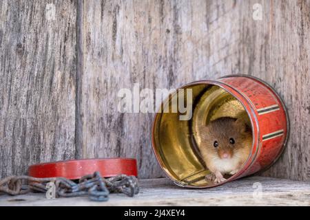 Eine Harvest Mouse, die aus einer alten roten Dose in einem hölzernen Werkzeugschuppen herausguckt. Stockfoto