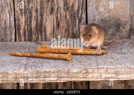 Eine Harvest Mouse stand auf rostigen Schrauben in einem hölzernen Werkzeugschuppen. Stockfoto