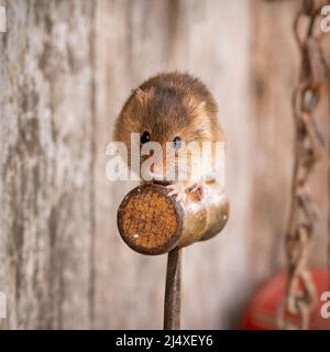 Eine Harvest Mouse auf einem Vintage-Werkzeug, in einem hölzernen Werkzeugschuppen. Stockfoto