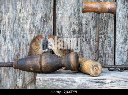 Zwei Erntemäuse, die an einem Vintage-Werkzeug in einem hölzernen Werkzeugschuppen zanschen. Stockfoto