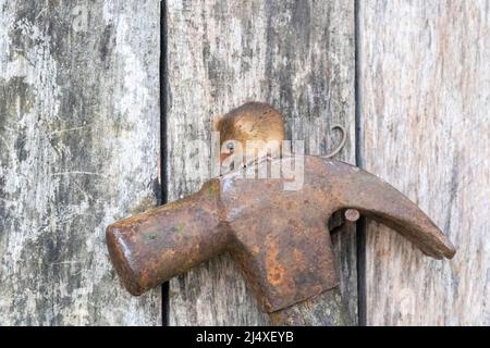 Eine Harvest Mouse, die auf einem Vintage-Hammer sitzt, in einem hölzernen Werkzeugschuppen. Stockfoto