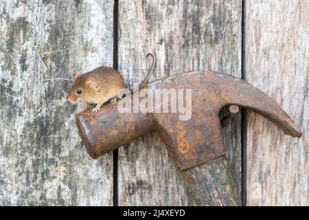 Eine Harvest Mouse, die auf einem Vintage-Hammer sitzt, in einem hölzernen Werkzeugschuppen. Stockfoto