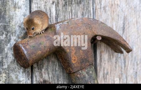 Eine Harvest Mouse, die auf einem Vintage-Hammer sitzt, in einem hölzernen Werkzeugschuppen. Stockfoto