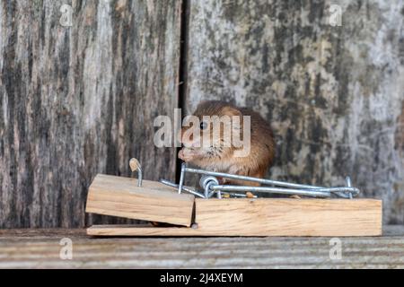 Eine Harvest Mouse auf einer Mausefalle, in einem hölzernen Werkzeugschuppen. Stockfoto