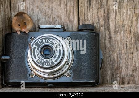 Eine Harvest Mouse, die auf einer alten Kamera sitzt, in einem hölzernen Werkzeugschuppen. Stockfoto