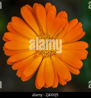 Schöne Nahaufnahme einer Calendula officinalis Stockfoto