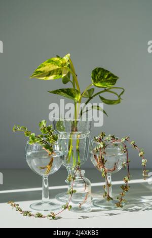 Junge Sprossen von Epipremnum aureum, Pilea libanensis, Ficus pumila im Glasgefäß über grauer Wand Stockfoto