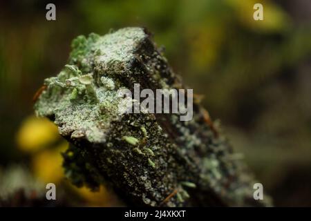 Kleine grüne Pixie Cup Flechten, die an einem Herbsttag am Ende eines Holzstückes im Pfälzer Wald wachsen. Stockfoto