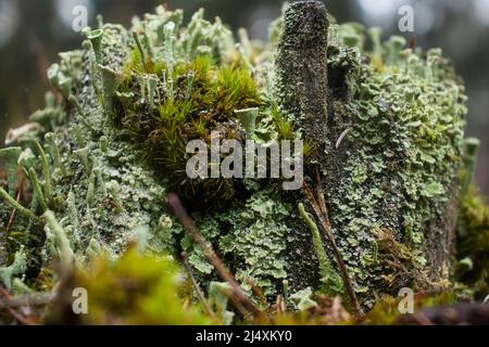 Kolonie von winzigen grünen Pixie Cup Flechten, einige mit Wassertröpfchen in der Tasse oben, wächst auf einem Stumpf im Pfälzer Wald von Deutschland auf einem nassen fa Stockfoto