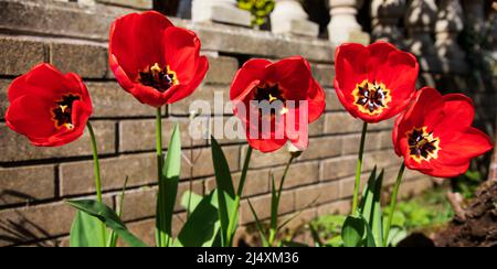 Edinburgh, Schottland, Großbritannien. 18.. April 2022. Bei einer Temperatur von 15 Grad öffnet ein Chor von roten Tulpen ihre Blütenblätter, um ihr Stigma, ihren Stempel und ihr Staubgefäß zu enthüllen, als würden sie den bestäubenden Insekten und dem Gärtner singen. Kredit: Scottishrecreative/alamy Live Nachrichten. Stockfoto