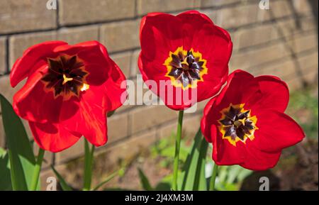 Edinburgh, Schottland, Großbritannien. 18.. April 2022. Bei einer Temperatur von 15 Grad öffnet ein Chor von roten Tulpen ihre Blütenblätter, um ihr Stigma, ihren Stempel und ihr Staubgefäß zu enthüllen, als würden sie den bestäubenden Insekten und dem Gärtner singen. Kredit: Scottishrecreative/alamy Live Nachrichten. Stockfoto