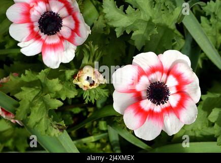 Nahaufnahme der roten und weißen Blüten der Anemone coronaria. Stockfoto