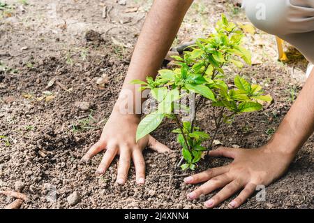 Nahaufnahme von brünetten weiblichen Händen im Freien um einen kleinen Baum herum, der in den Boden verpflanzt wurde, kauerte das junge Mädchen vor kurzem um eine Transpla herum verdichtenden Boden Stockfoto