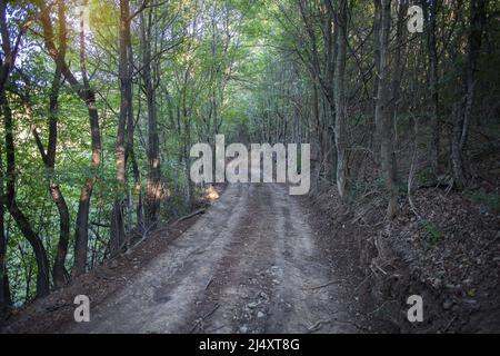 Land Feldweg durch den Wald Stockfoto