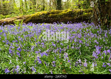 Bluebells in einem walisischen Woodland im Frühling Stockfoto