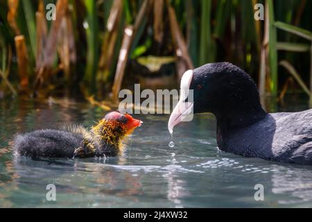 Erwachsener eurasischer Ruß (Fulica atra) füttert ein kleines, kürzlich geschlüpftes, jugendliches Küken an einem städtischen Kanal in Wapping, East London. Vereinigtes Königreich.Amanda Rose/Alamy Stockfoto