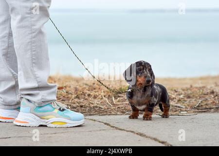 Der Besitzer hält einen kleinen marmorfarbenen Dackel-Welpe an der Leine in der Nähe seiner Füße auf einem Spaziergang im Park. Der Hund schmiegt sich an den Mann und wartet auf Hallo Stockfoto