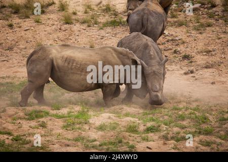 Zwei enthornte weiße Nashörner (Ceratotherium simum) kämpfen im Kruger Nationalpark. Südafrikanische Nationalparks enthorten Nashörner in einem Versuch, die Wilderin einzudämmen Stockfoto