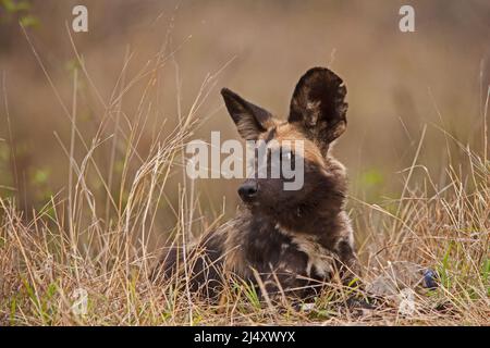 Der African Wid Dog, auch Painted Dog oder Painted Wolf genannt, ist eine der am stärksten gefährdeten Säugetiere der Welt Stockfoto