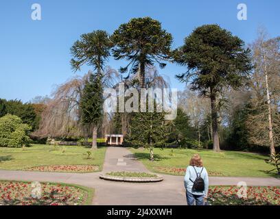 Affen Puzzle Bäume in Sewerby Hall Gardens Bridlington Stockfoto