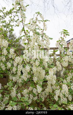 Ribes Sanguineum weiße Eiszapfen Stockfoto