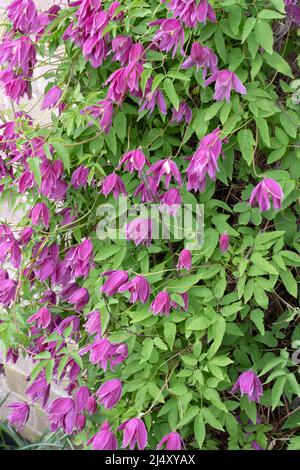 Clematis Alpina „Constance“ Stockfoto