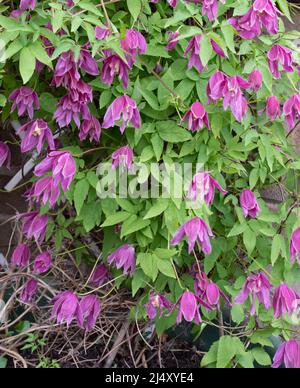 Clematis Alpina „Constance“ Stockfoto