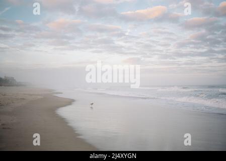 Ein Vogel am Ufer des rosa und blauen Himmels Carolina Beach Stockfoto