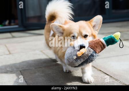 Nahaufnahme eines Corgi-Hundes mit Kuscheltier, der zur Kamera läuft Stockfoto