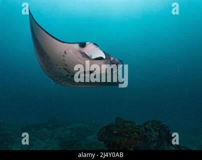 manta schwimmt anmutig durch die tropischen Gewässer rund um Bali Stockfoto