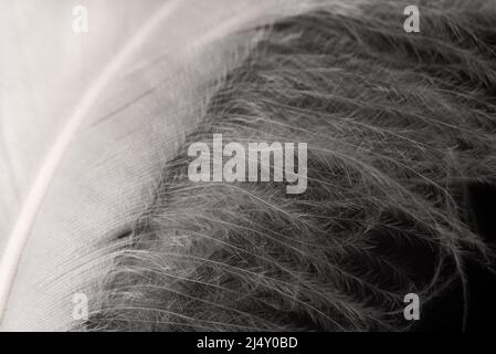 Fragment der Vogelfeder, Nahaufnahme. Schwarz und Weiß. Stockfoto