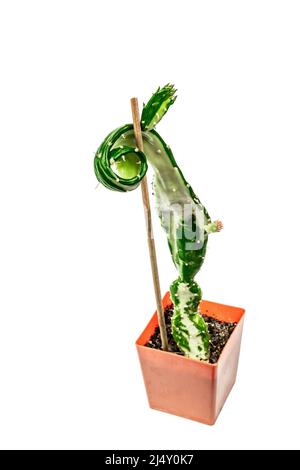 Opuntia monacantha Variegata in einem Pflanzentopf isoliert auf weißem Hintergrund. Schnell wachsender Kaktus, Gartenarbeit im Innenbereich Stockfoto