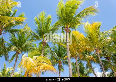 Coconut Palms, Doctor's Cave Beach, Montego Bay, St James Parish, Jamaica, Großantillen, Karibik Stockfoto