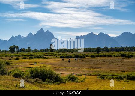 Eine Horde im Grand Teton National Park, Wyoming Stockfoto