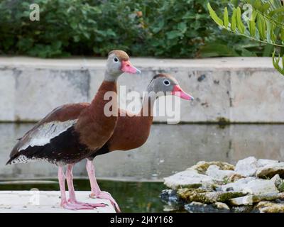 Ein paar Enten im Profil in einem Teich gefangen Stockfoto