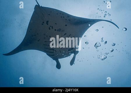 Ein Manta schwimmt durch die tropischen Gewässer der Malediven Stockfoto