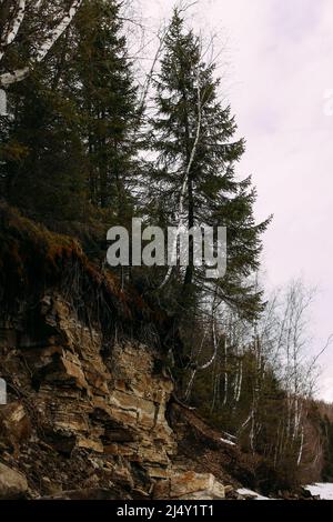 Rinde und Moos aus nächster Nähe Stockfoto